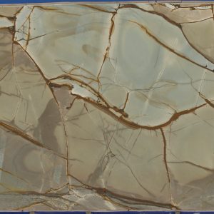 Sample of: Blue Roma 1St Choice - 120287-42